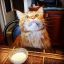 котэ, молоко