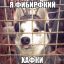 хаски, решетка