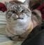 котик, клыки, лежит