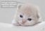 котенок, кодер
