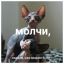 кот, кошка, кошки, насрато, сфинкс