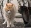 коты