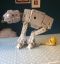 Star Wars, Звездные войны, Шагающий танк AT-AP, Джабба Хатт