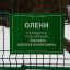 олени, миллер, опека