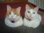 коты, глаза