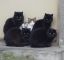 коты, шпион