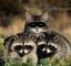 еноты, шпион