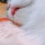 Котэ, язык