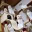 Кошки, живой уголок, кошачий дом
