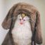 кошка, кот, язык, шапка, костюм, уши