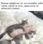 свинья, поросенок, котята