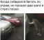 коту, устал, авто