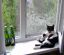 кот, окно, пиво, подоконник