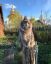 кот, кошка, забор, церковь, собор, огород, взгляд