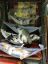 кошки, котята, спят, гамаки