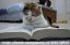 кошка, книга, читает, тварь