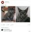 кот, котенок, кошка, церковь