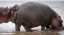 бегемот, вода, кусь