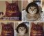Кошки, конфеты, кот, кошка, парик
