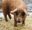 Mangalitza, шерстяная свинья, свинская овца