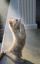 котенок