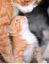 Кошка, котенок, безопасное место