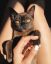 кот, кошка, рука, лапки, маникюр, ноги, коленки