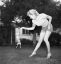 ч/б, Marilyn Monroe, Мэрилин Монро, собака, шорты, кофта, чихуахуа, туфли, прыжок