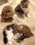 сова, кошка, котенок
