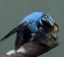 оса, пчела, шмель, supershmel, голубой, xylocopa caerulea