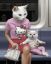 кошка, котенок, метро