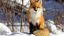 лиса, лисица, снег, рыжая, fox