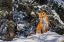 лиса, лисица, снег, рыжая, сосна, fox
