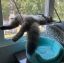 кот, окно, кресло