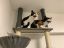 коты, кошки, два, полочка