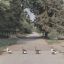 гуси, дорога, битлз, Abbey road, the beatles