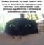 монстр, страх, кот
