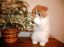 котёнок