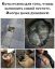 кот, котенок, пустота, пень