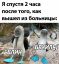птица, Голубоногая олуша, бахилы, больница