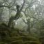 лес, деревья, ветки, мох, кочки, Wistman's Wood, Dartmoor National Park, Nick Green