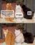 Коты, взгляд, работа, рыжий