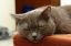 Кот