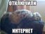 кот, диван, спинка, взгляд, интернет