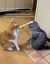 коты, клятва