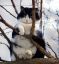 кот, жирный, ветка