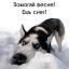 Собака, снег