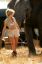 Слон, ведро, шорты, jami ferrell, rachel jean marteen, Playboy, safari, сафари