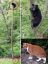 Кот, медведь, лес, дерево