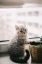 котенок, кот, кошка, окно, корзина